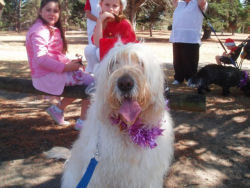 Gala Day 2006